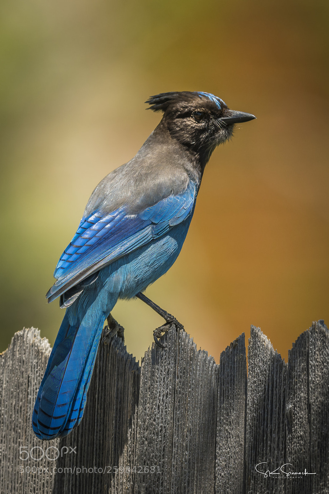 Nikon D850 sample photo. Stellars jay photography