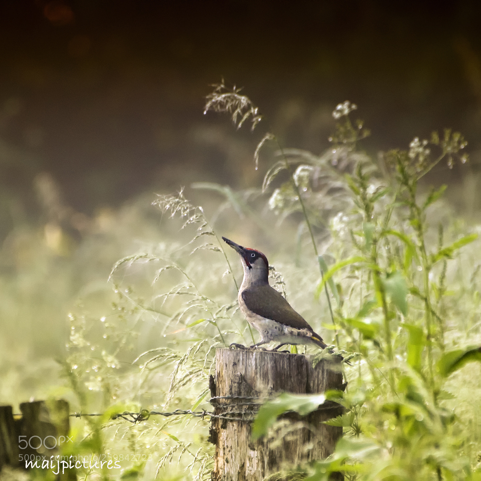Nikon D750 sample photo. Green woodpecker photography