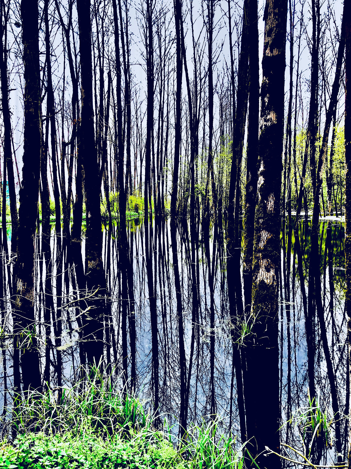 Apple iPhone X sample photo. Woodland  photography
