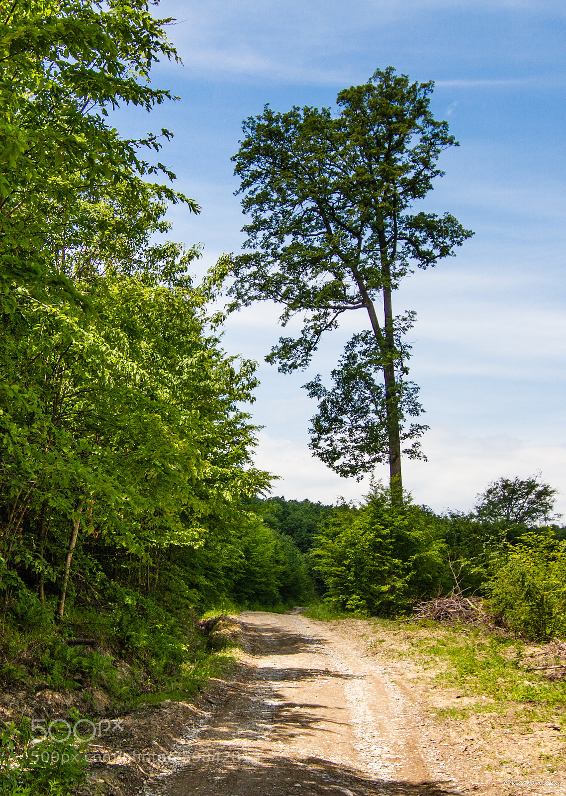 Canon EOS 7D sample photo. On the forest road. photography