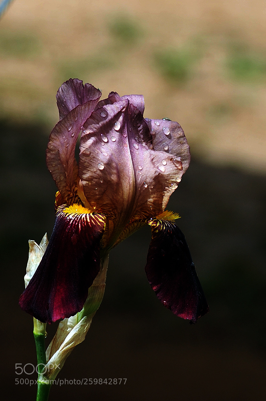 Nikon D700 sample photo. Despues de la lluvia photography