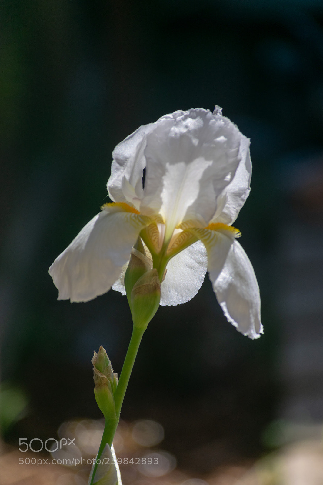 Nikon D5300 sample photo. Spring lilly photography