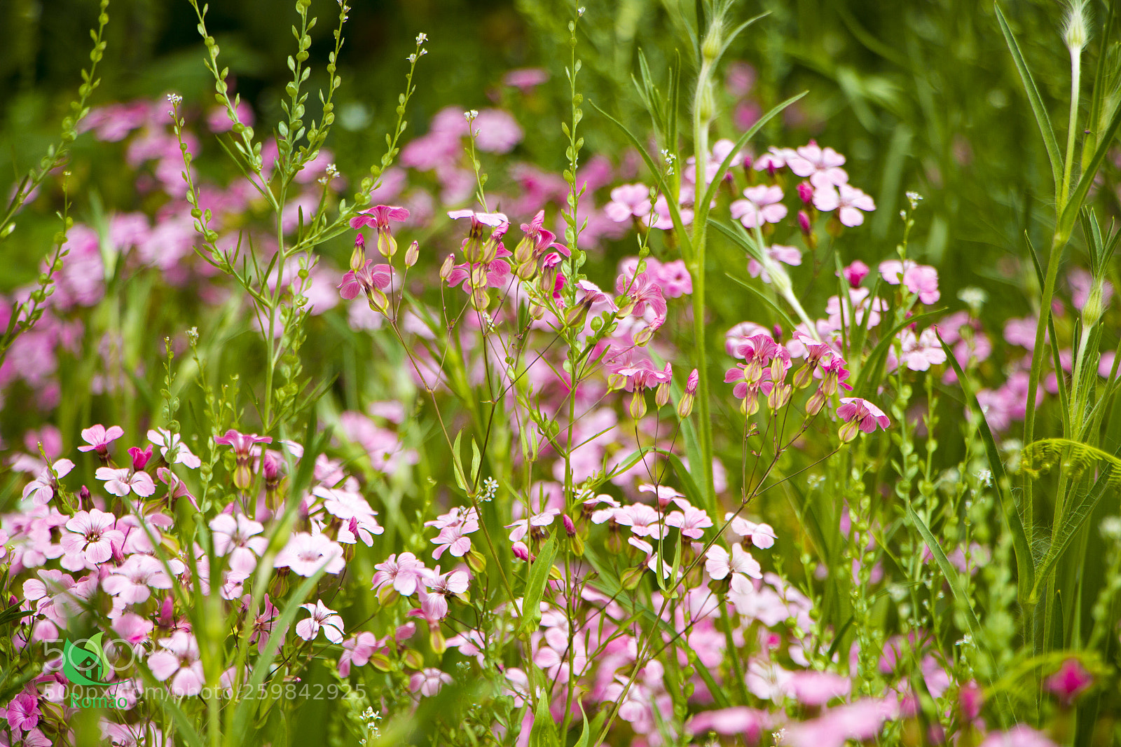 Canon EOS 70D sample photo. Prado florido photography