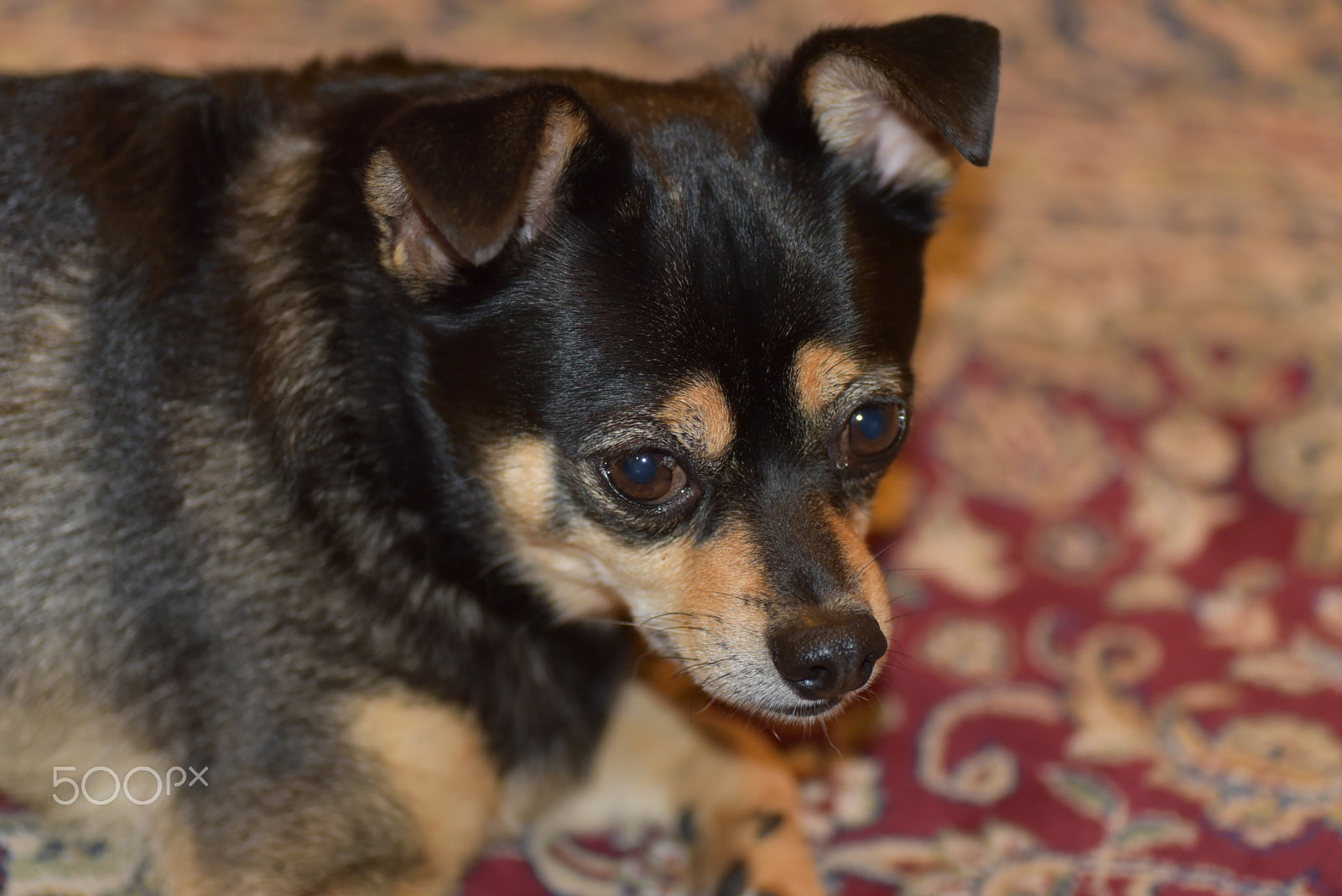 Nikon D750 sample photo. Mydog (2) photography