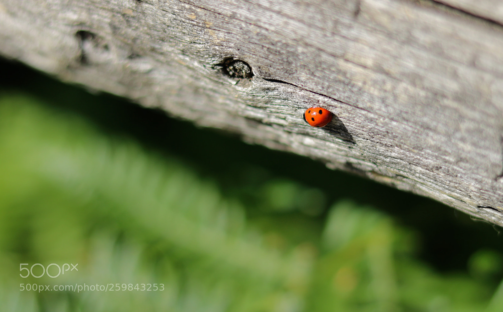 Canon EOS 750D (EOS Rebel T6i / EOS Kiss X8i) sample photo. Ladybug, vancouver bc. canon photography