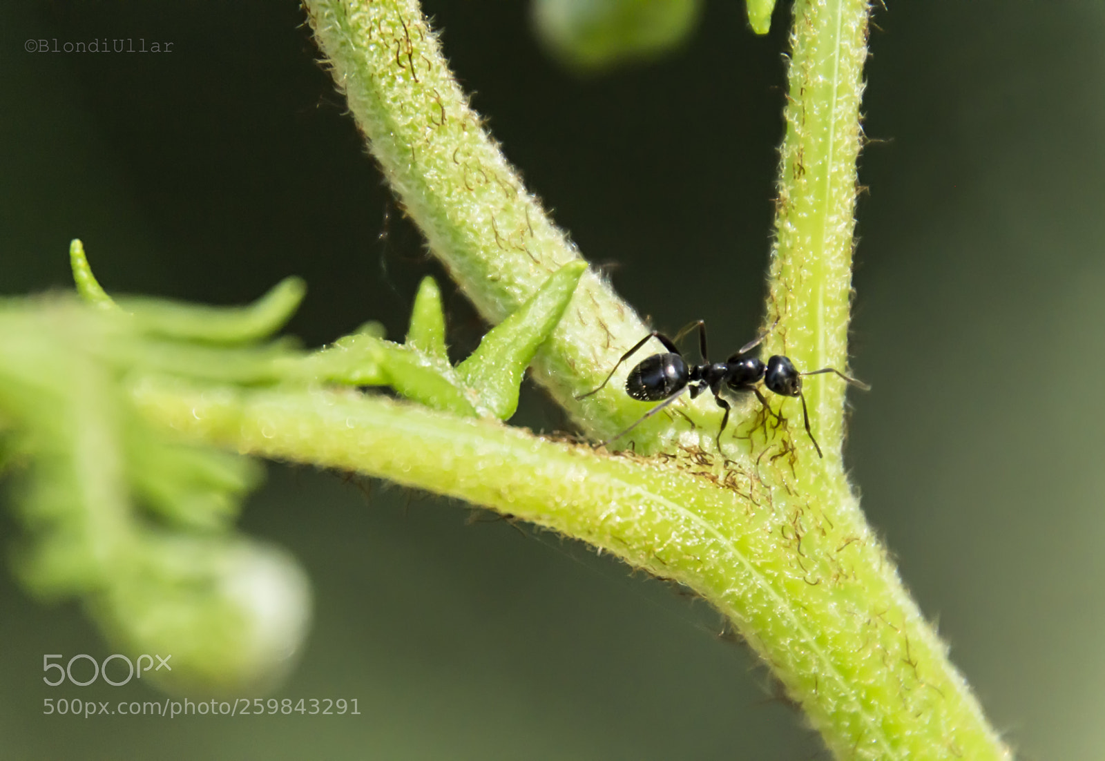 Canon EOS 100D (EOS Rebel SL1 / EOS Kiss X7) sample photo. Ant alone... photography