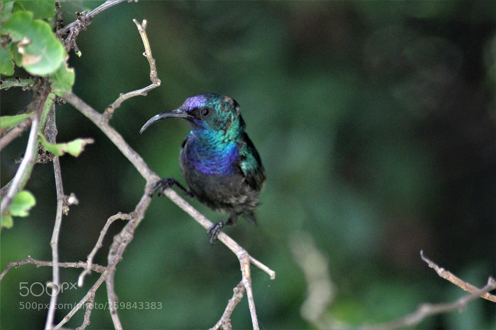Canon EOS 700D (EOS Rebel T5i / EOS Kiss X7i) sample photo. Hummingbird photography