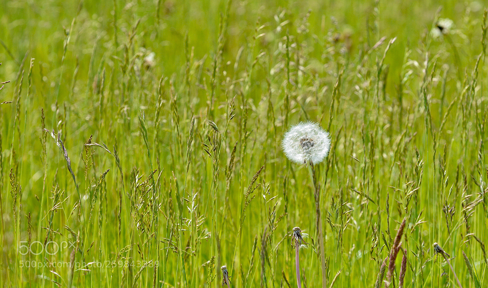 Nikon D7100 sample photo. Alone photography