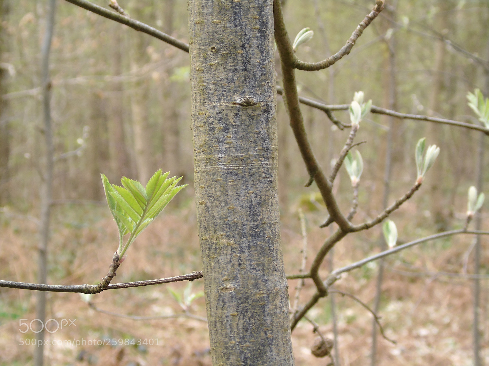 Sony Cyber-shot DSC-H400 sample photo. New green leaves spring photography