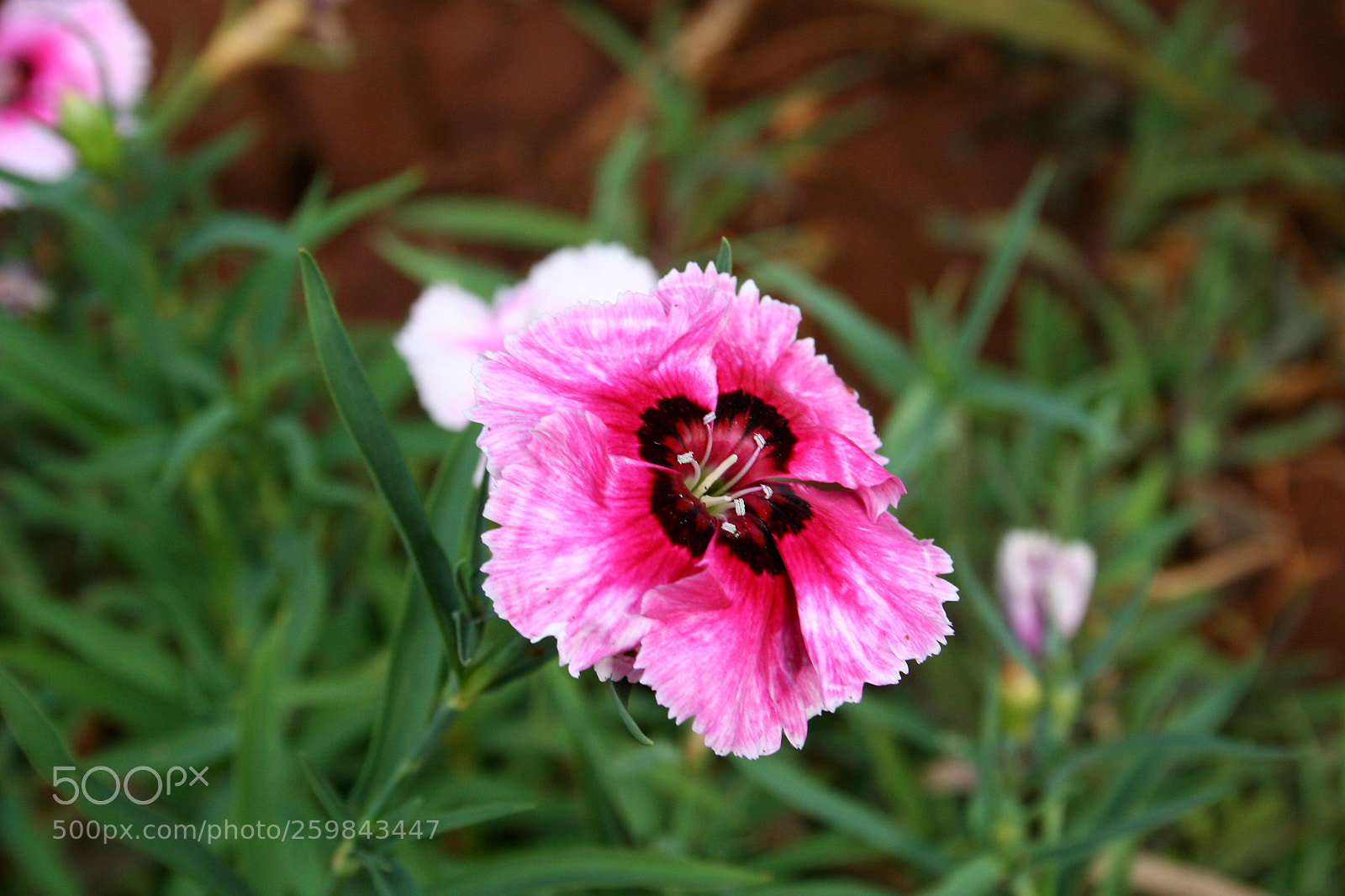 Canon EOS 350D (EOS Digital Rebel XT / EOS Kiss Digital N) sample photo. Edited photography