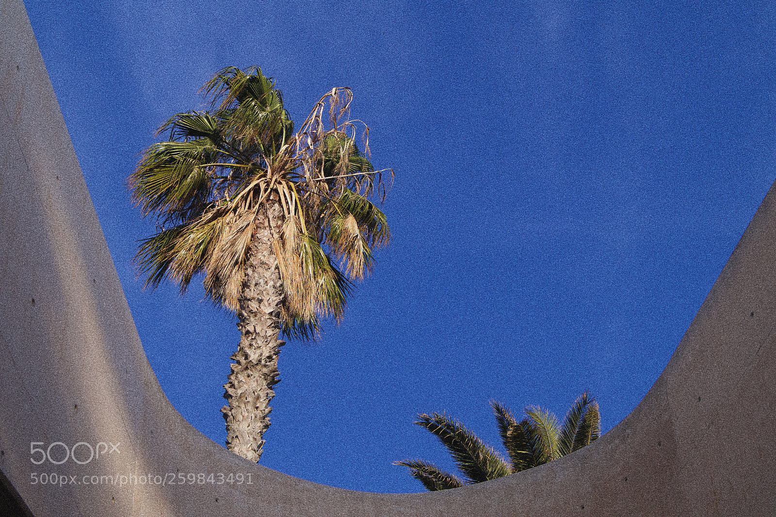 Sony SLT-A58 sample photo. Palmera del parque de photography