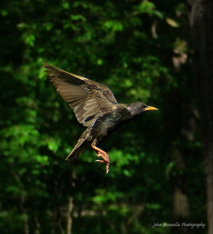 Samsung NX500 sample photo. Starling may 28 photography