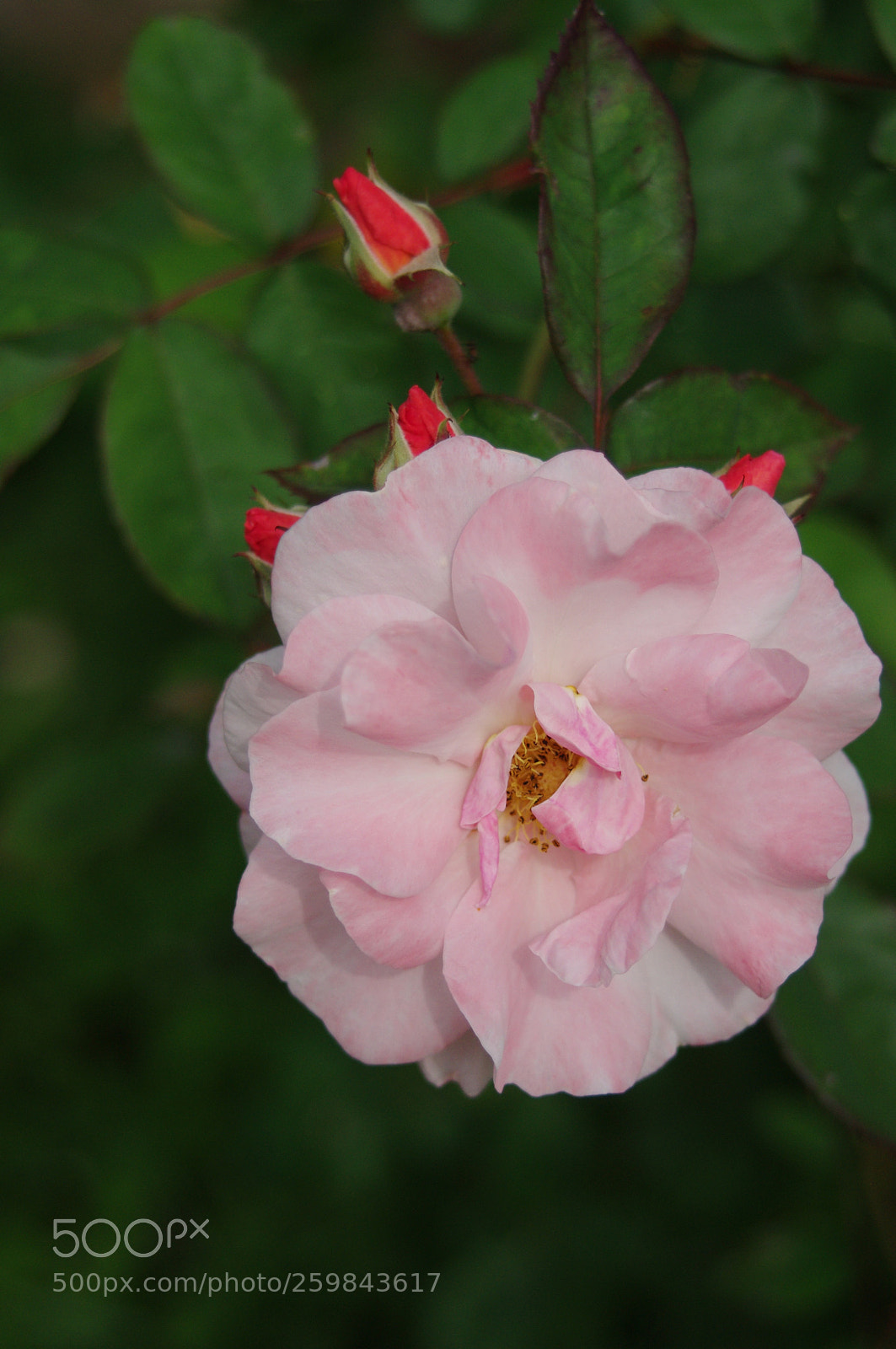 Pentax K-r sample photo. Rose et ses bourgeons photography
