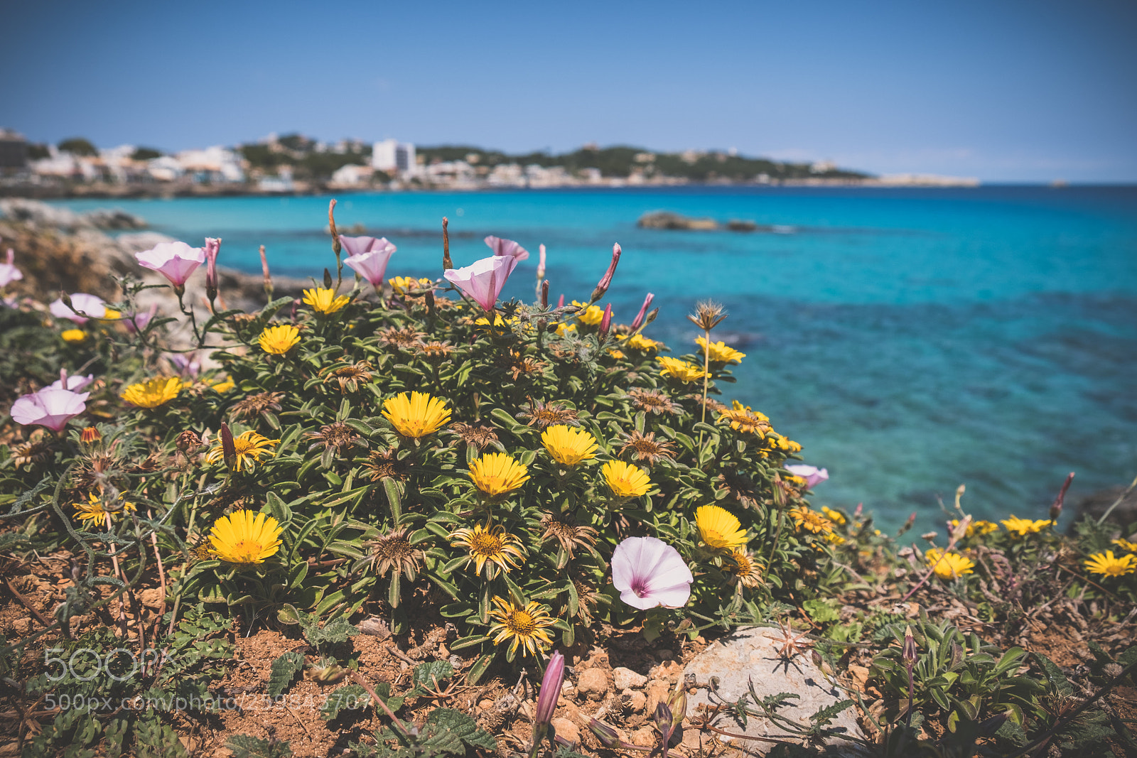 Fujifilm X-T20 sample photo. Cala ratjada flowers photography