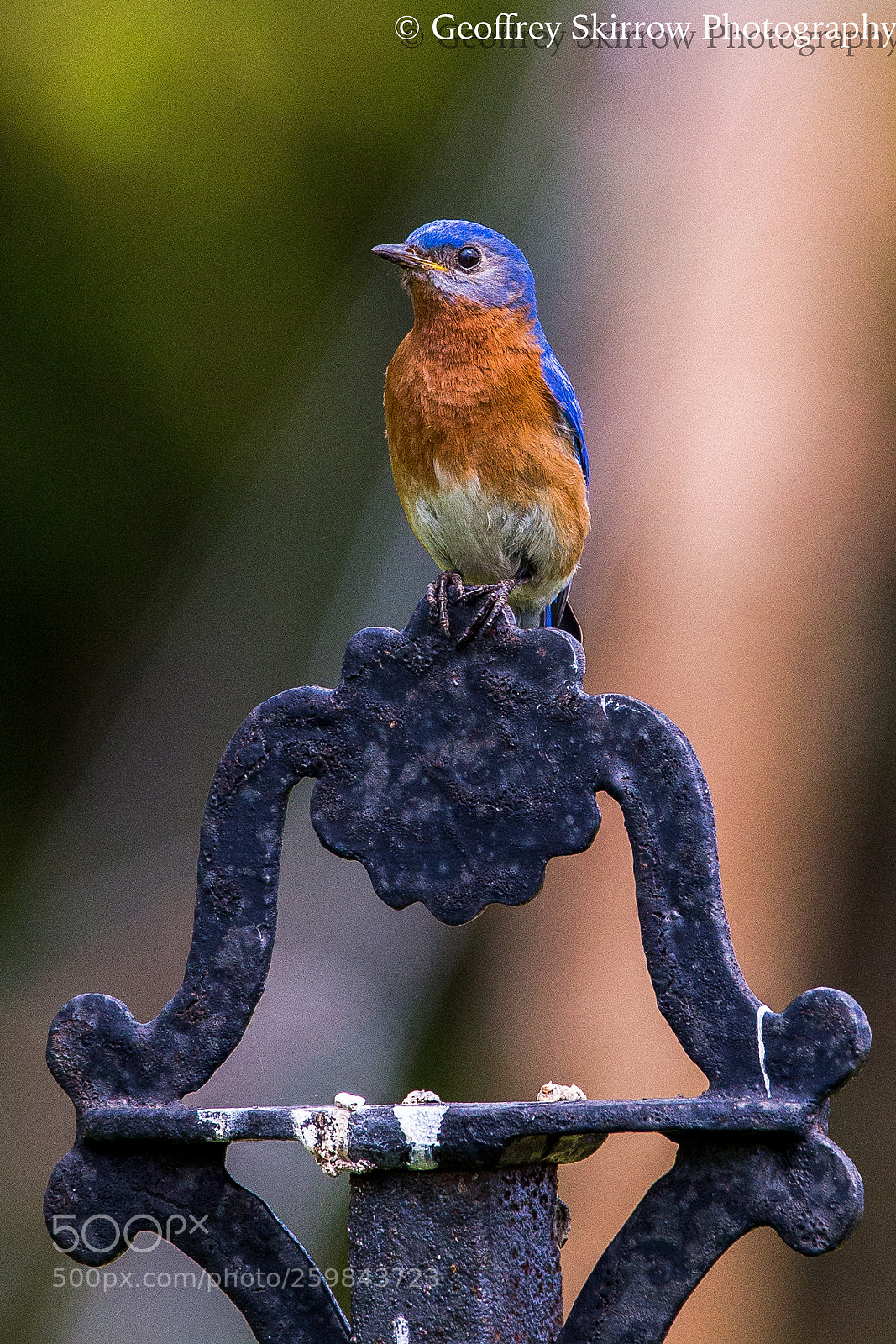 Canon EOS 6D sample photo. Male eastern bluebird photography