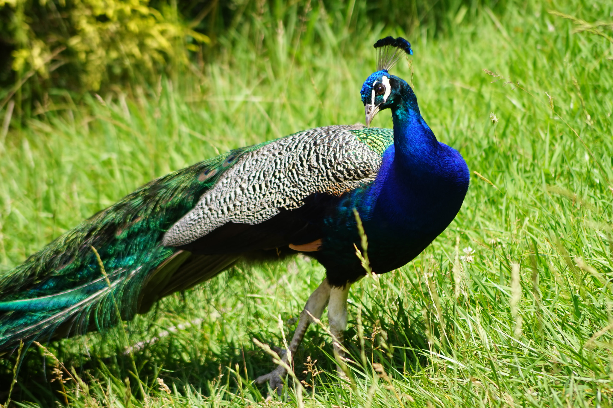 Sony DT 55-200mm F4-5.6 SAM sample photo. Peacock photography