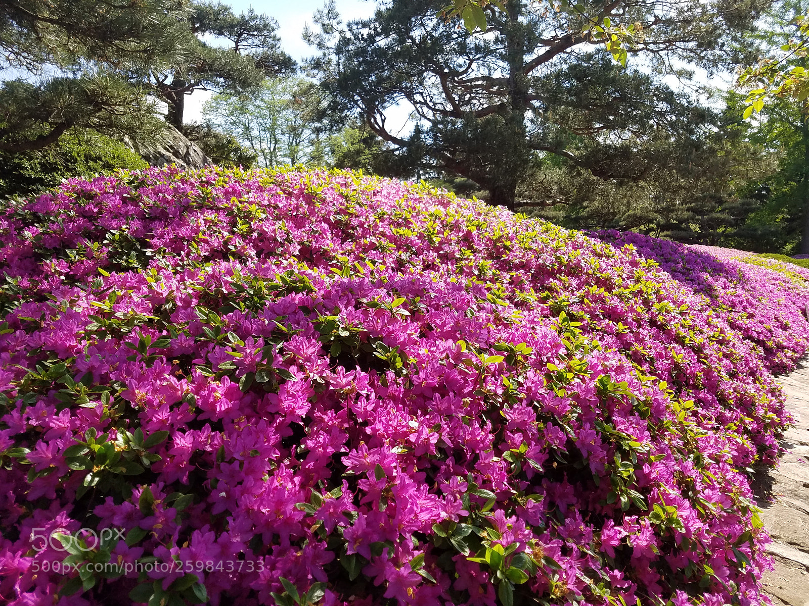 Samsung Galaxy S7 sample photo. Pink azaleas.jpg photography