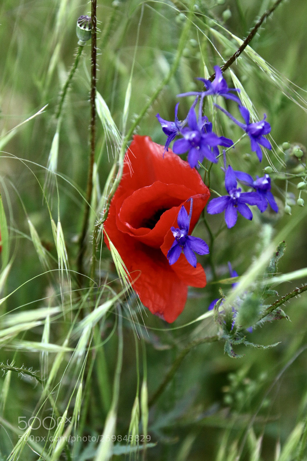 Canon EOS 750D (EOS Rebel T6i / EOS Kiss X8i) sample photo. Untitled photography