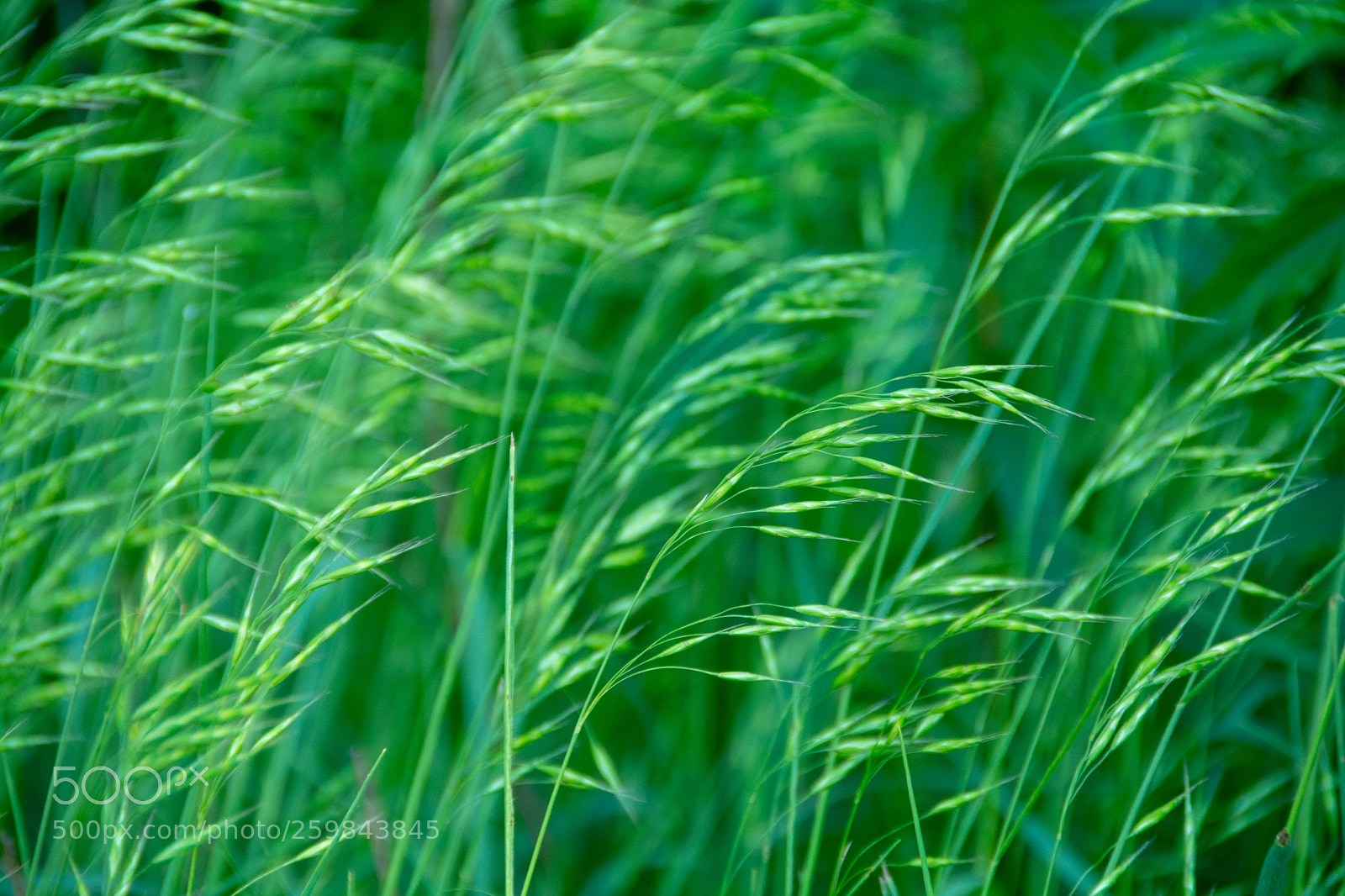Nikon D7100 sample photo. Blowing green photography