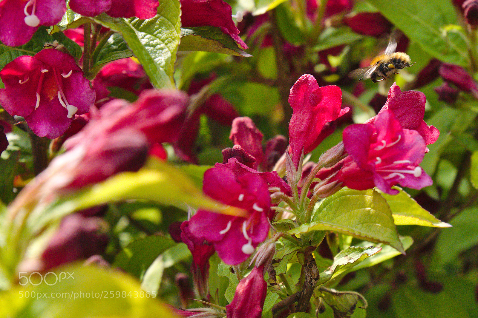 Panasonic Lumix DMC-GX85 (Lumix DMC-GX80 / Lumix DMC-GX7 Mark II) sample photo. Buzzzz photography