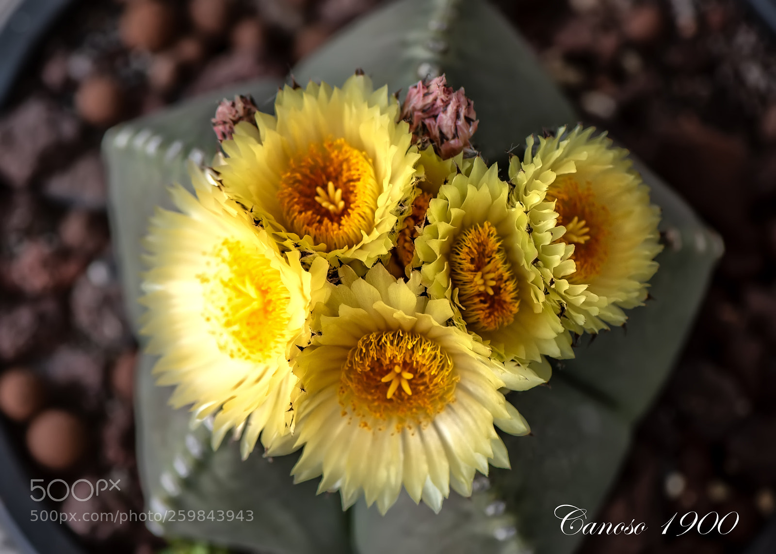Nikon D810 sample photo. Cactus flor photography