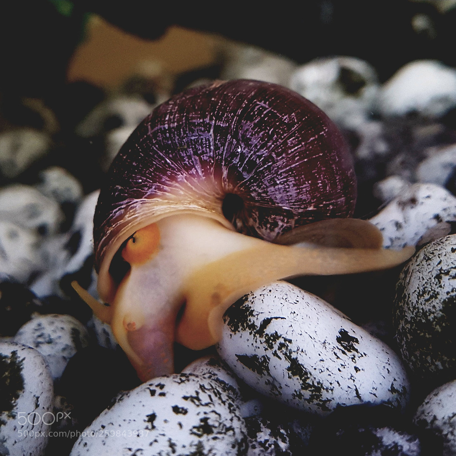Samsung Galaxy S7 Edge sample photo. Gary the snail photography