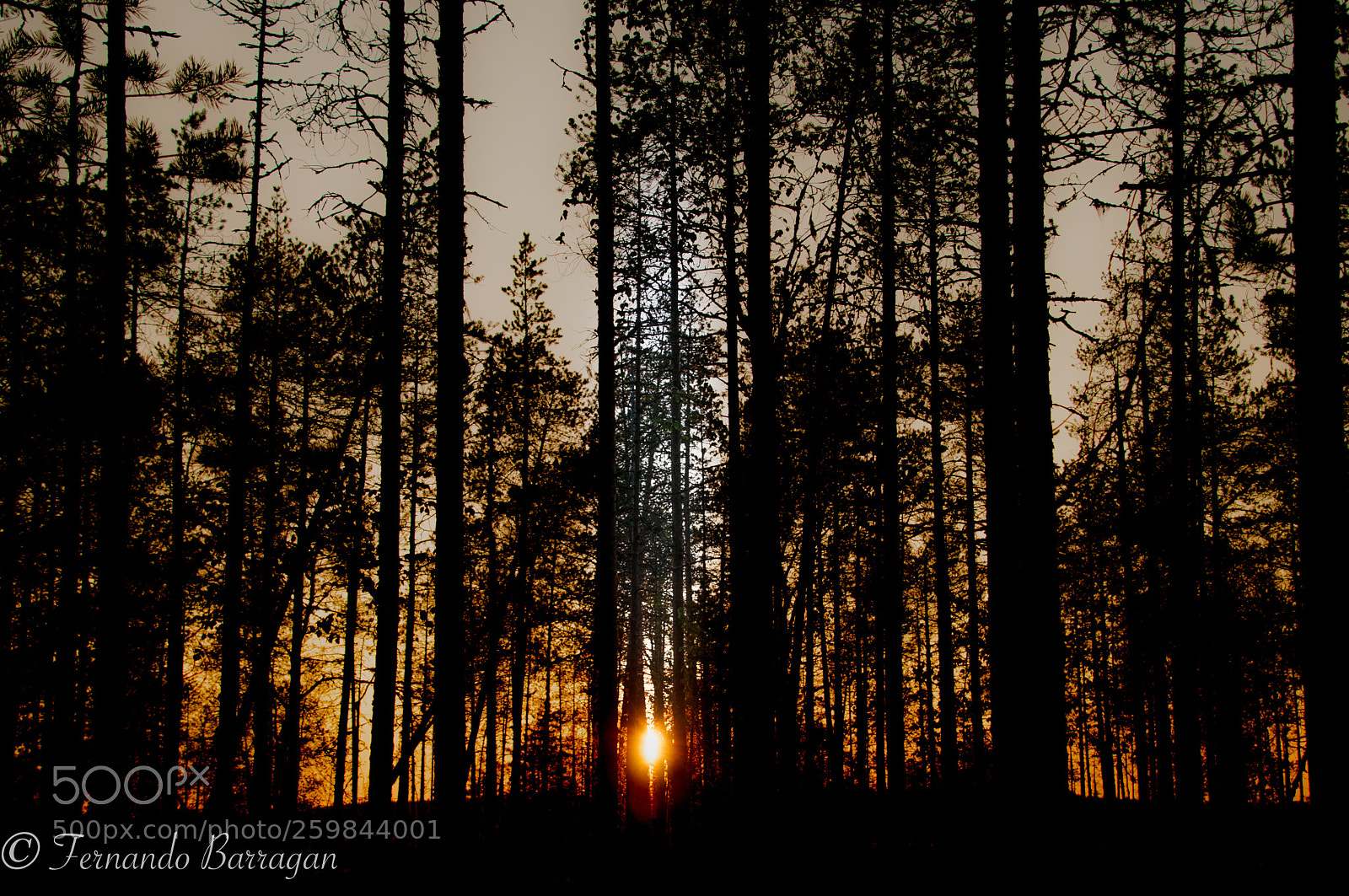 Nikon D300S sample photo. Bosque en sunset photography
