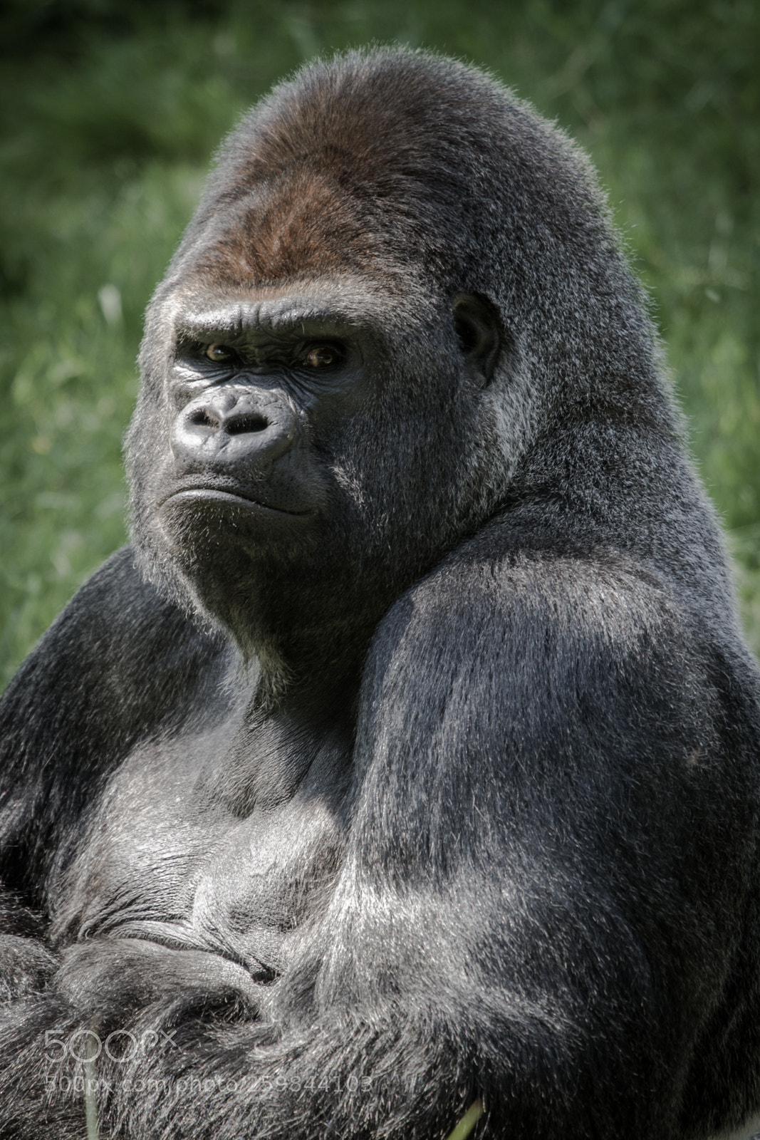 Canon EOS 60D sample photo. King kong photography