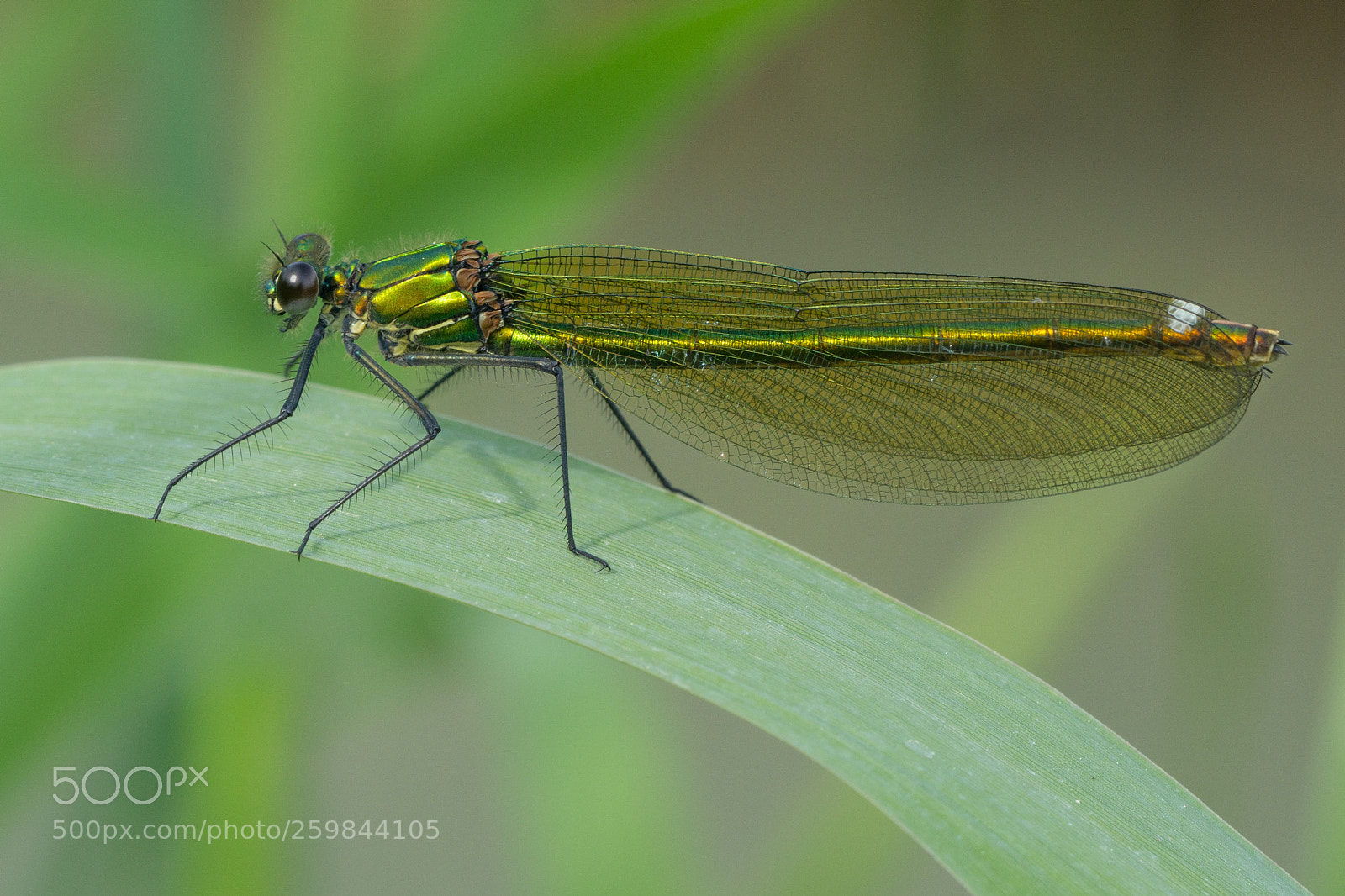 Sony a6000 sample photo. Golden dragonfly photography