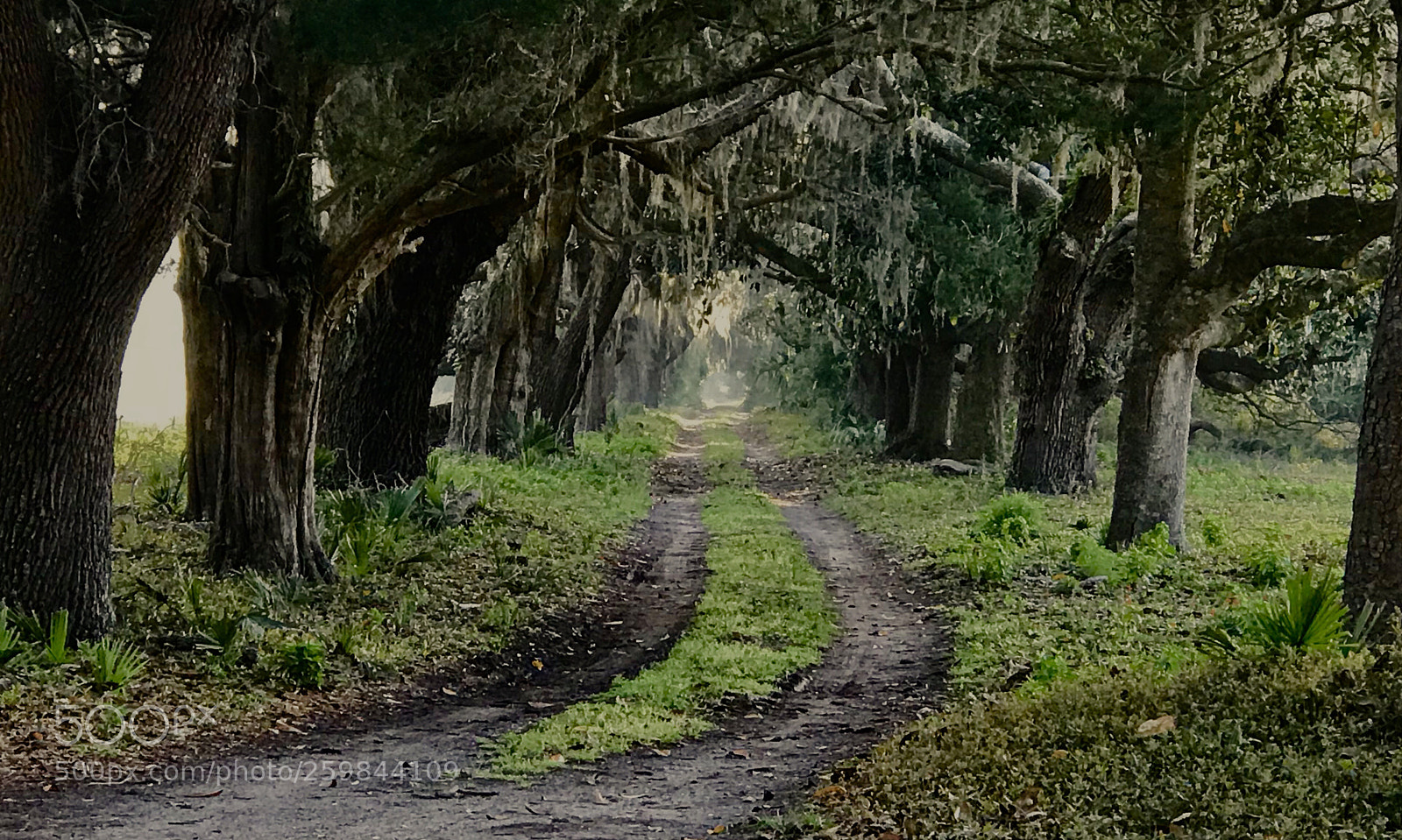 Apple iPhone 7 Plus sample photo. Untitled photography