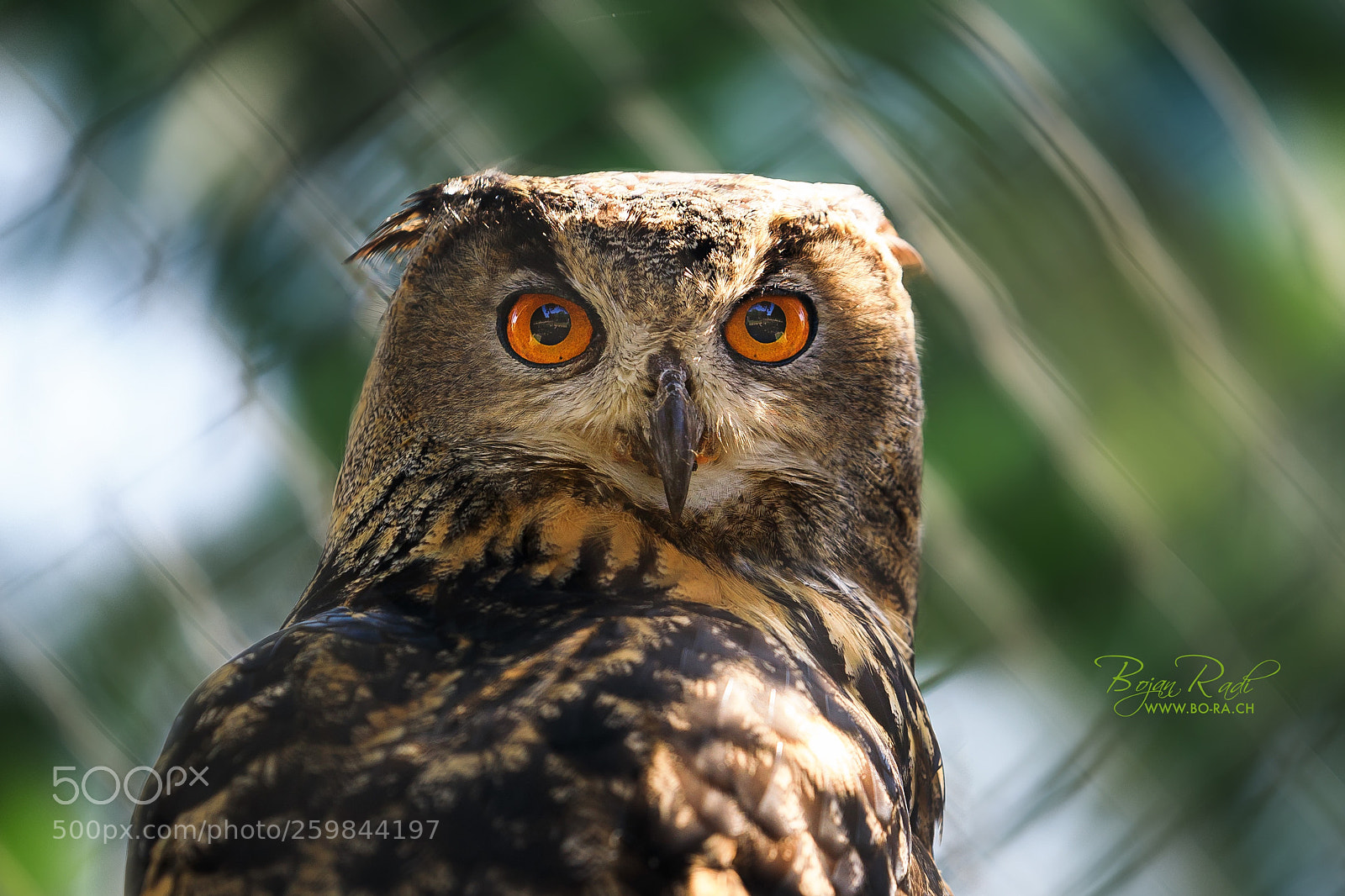Canon EOS 5D Mark IV sample photo. Owl photography