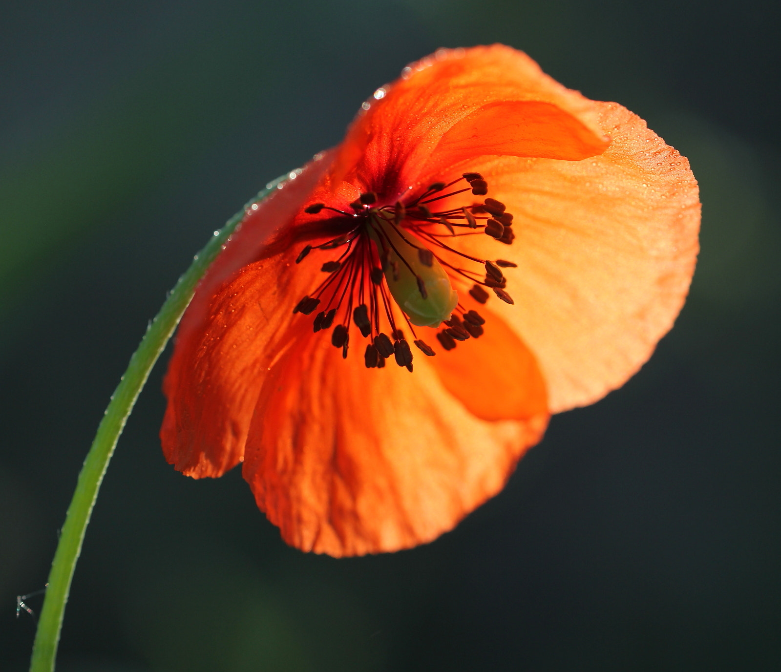 Canon EOS 60D sample photo. ... photography