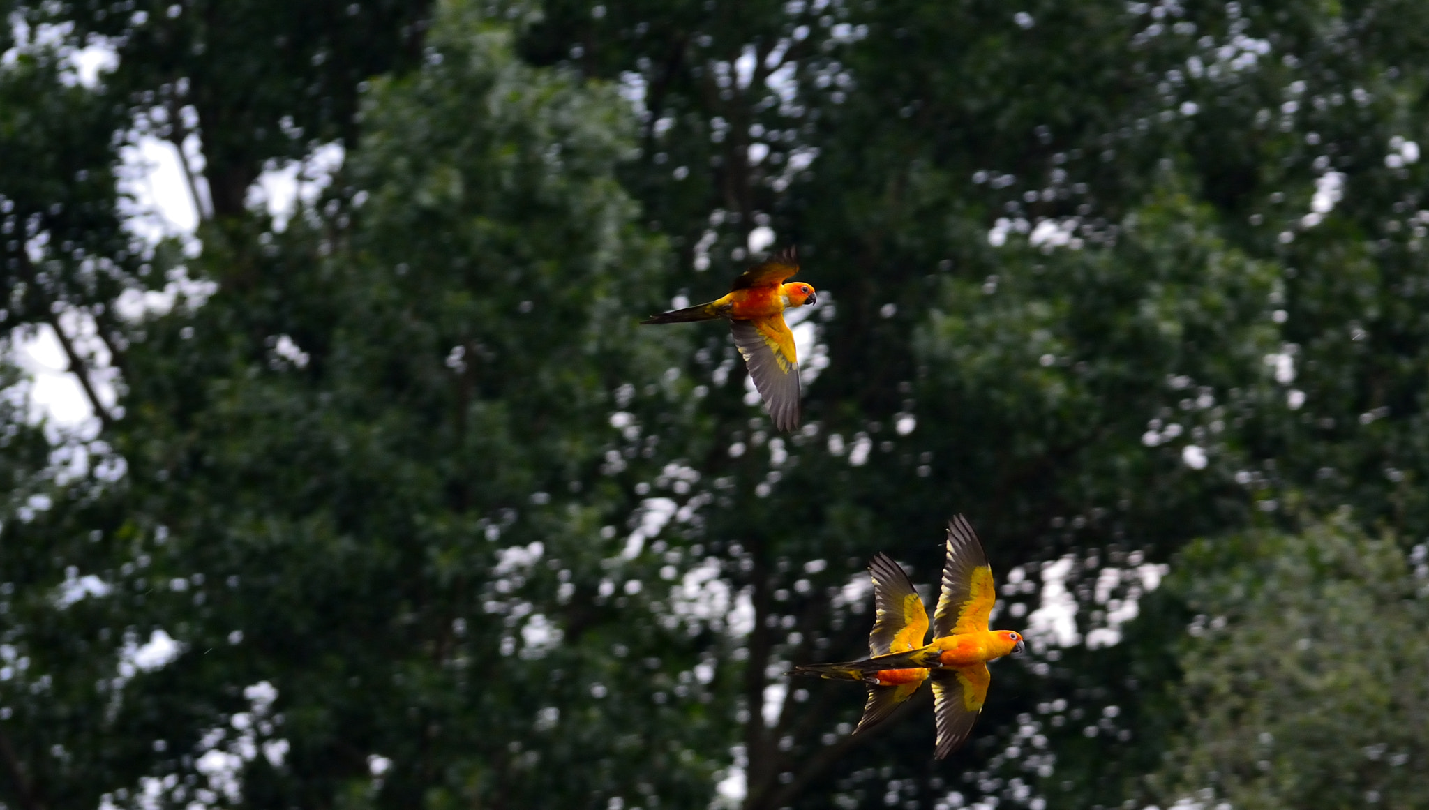 Nikon D7100 sample photo. Sun parakeets in flight photography