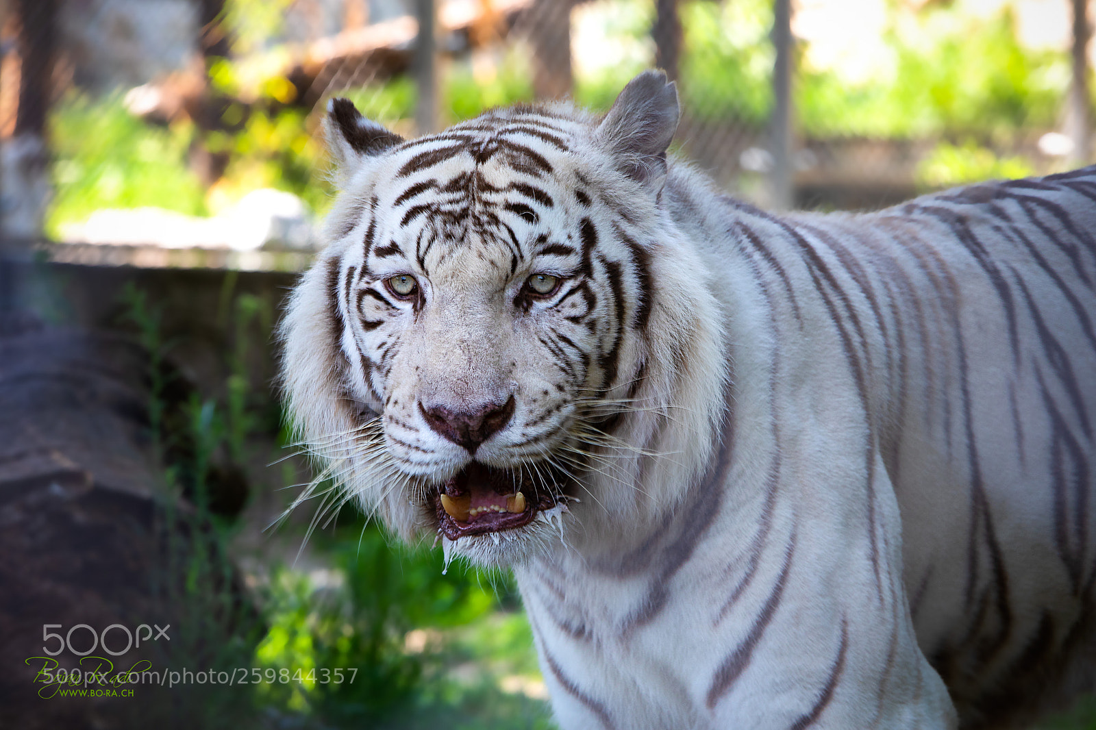 Canon EOS 5D Mark IV sample photo. White tiger photography