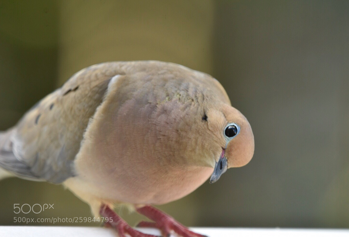 Nikon D7200 sample photo. Am i cute? photography
