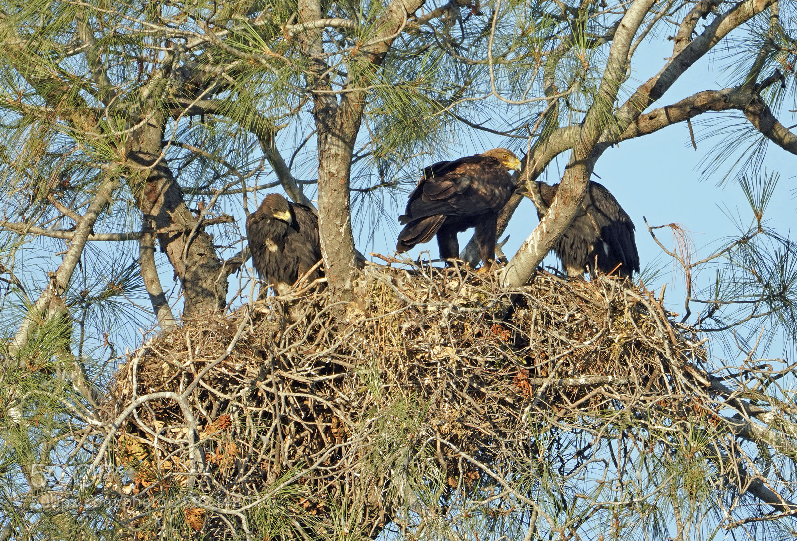 Sony a7R III sample photo. Adult golden eagle feeding photography