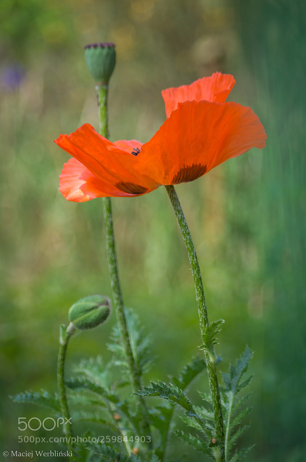 Pentax K-50 sample photo. In the garden photography