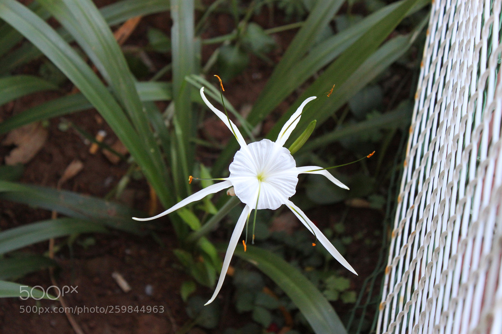 Canon EF-S 18-55mm F3.5-5.6 IS sample photo. Img photography