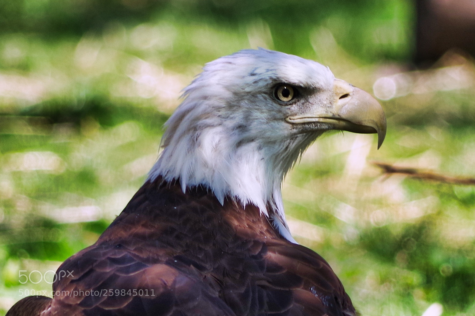 Pentax K-1 sample photo. Eagle photography