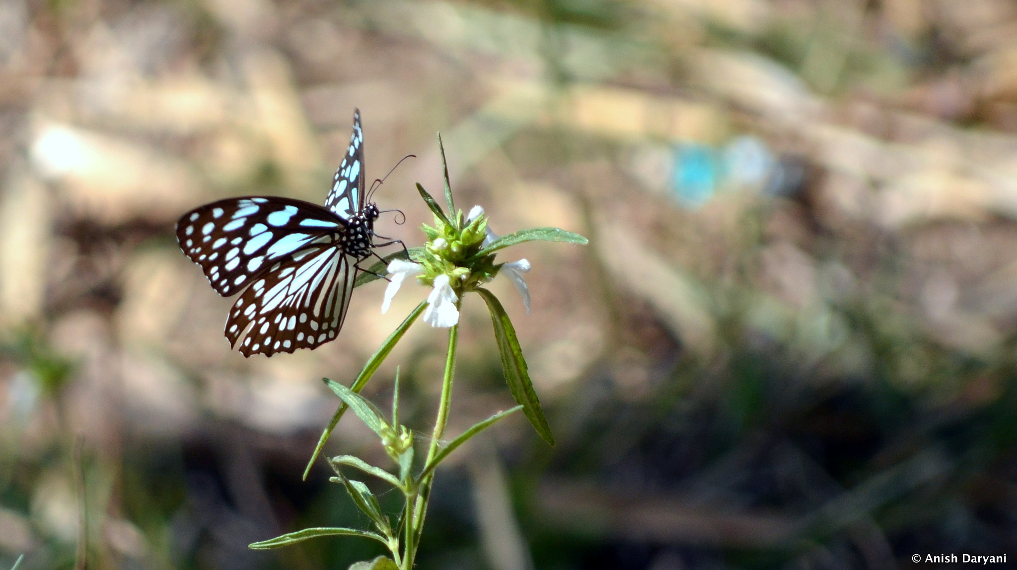 Nikon D5100 sample photo. The spotted black crow butterfly photography