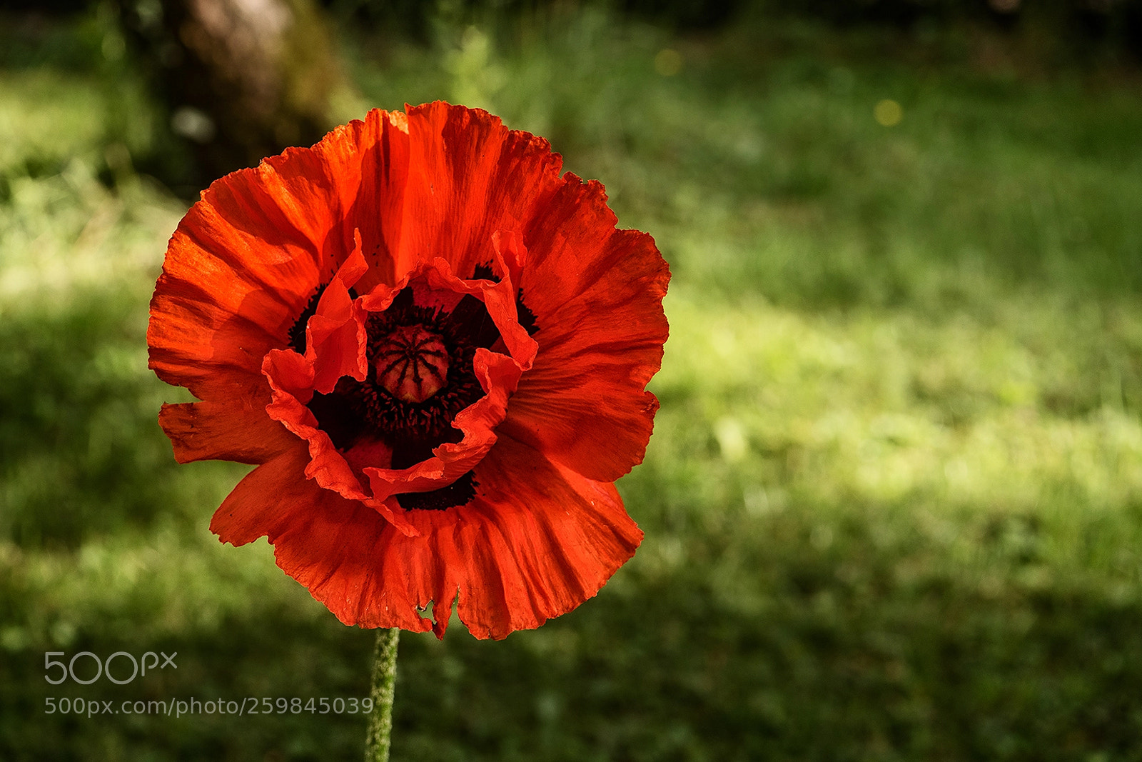 Panasonic Lumix DMC-GX8 sample photo. My sun for you photography
