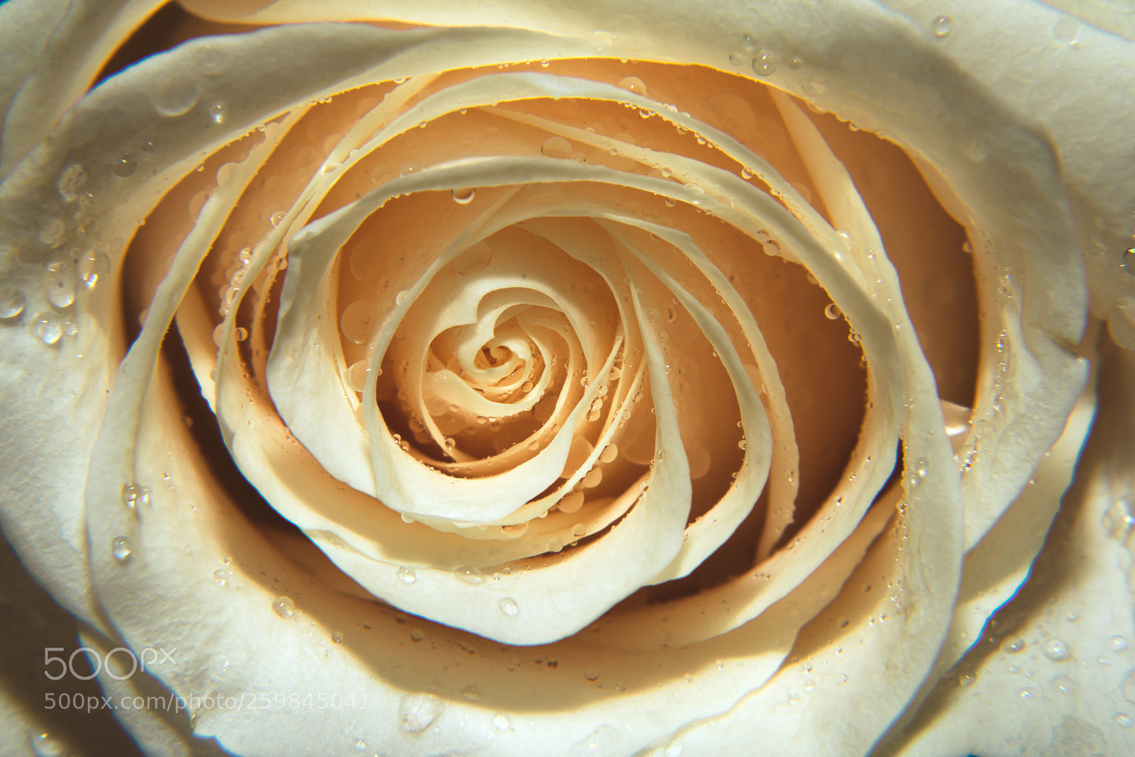 Nikon D800 sample photo. A close up macro photography