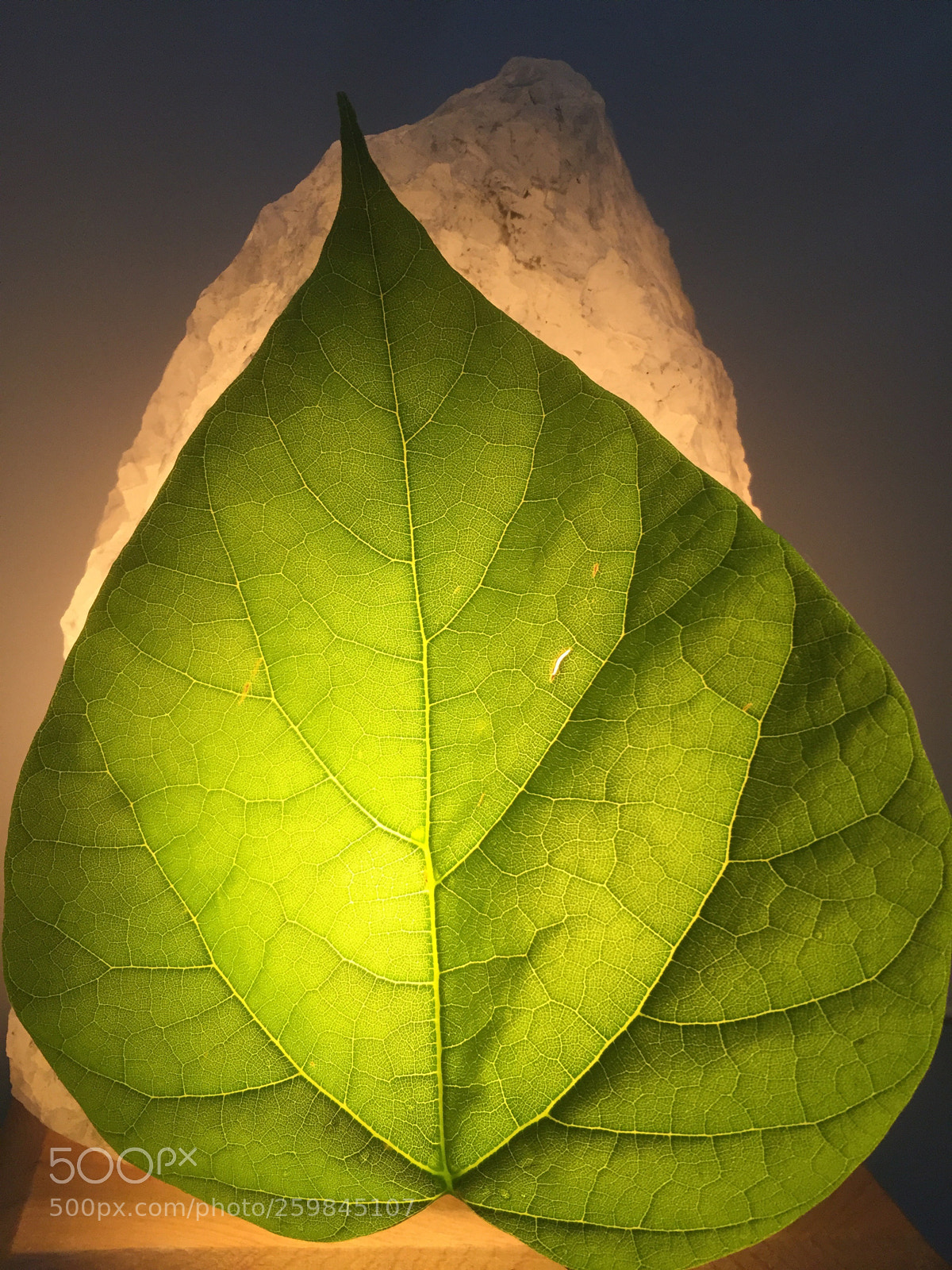 Apple iPhone 6 sample photo. Leaf photography