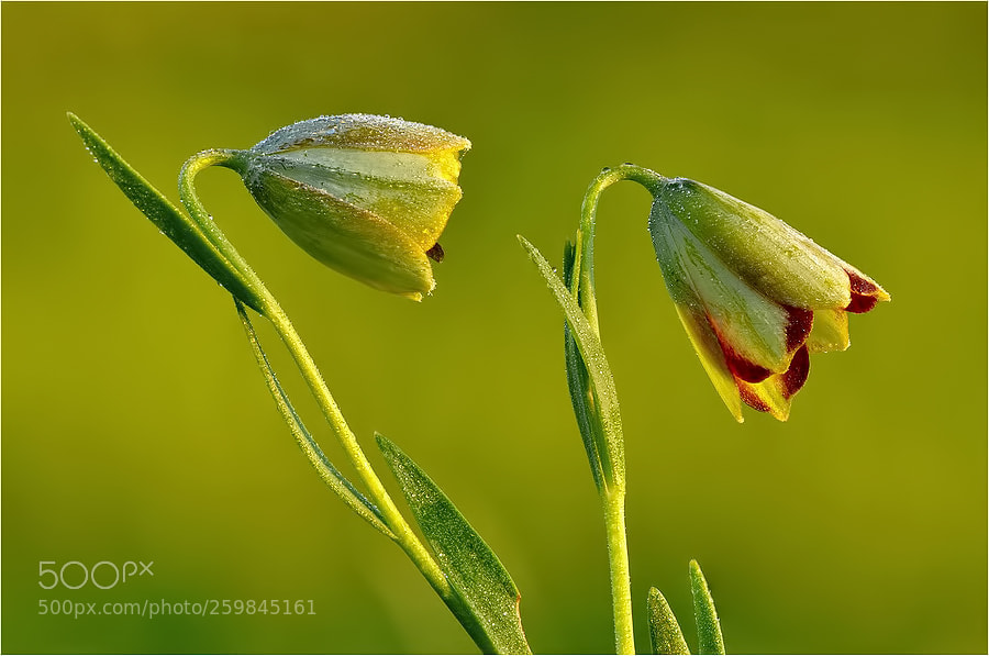 Nikon D90 sample photo. Inverted tulip photography