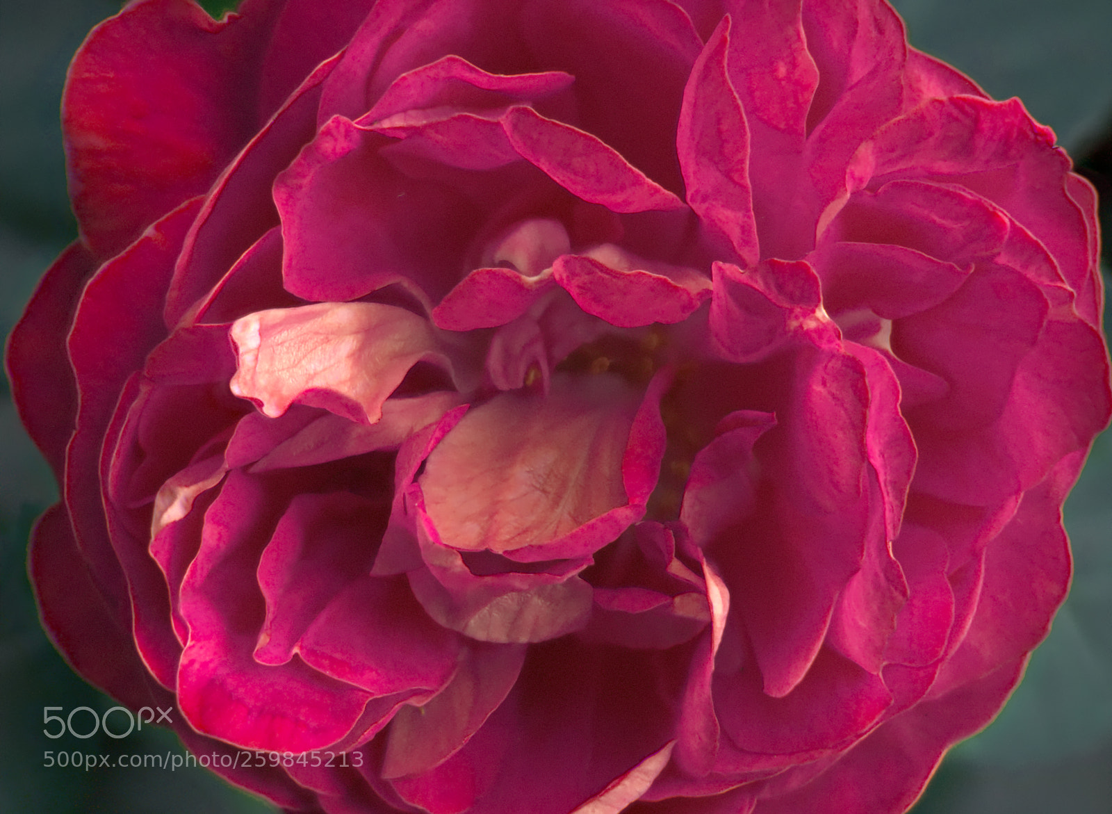 Sony a6000 sample photo. Wild rose photography
