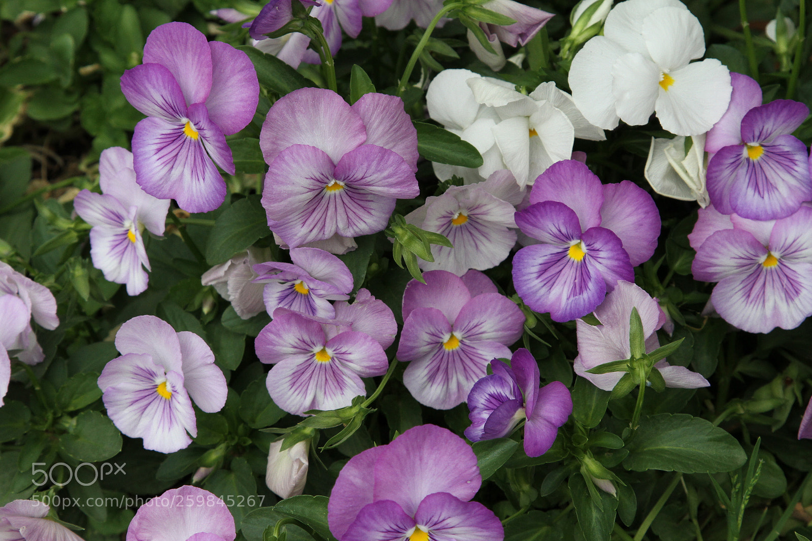 Canon EOS 7D + Canon EF 24-105mm F4L IS USM sample photo. Img photography
