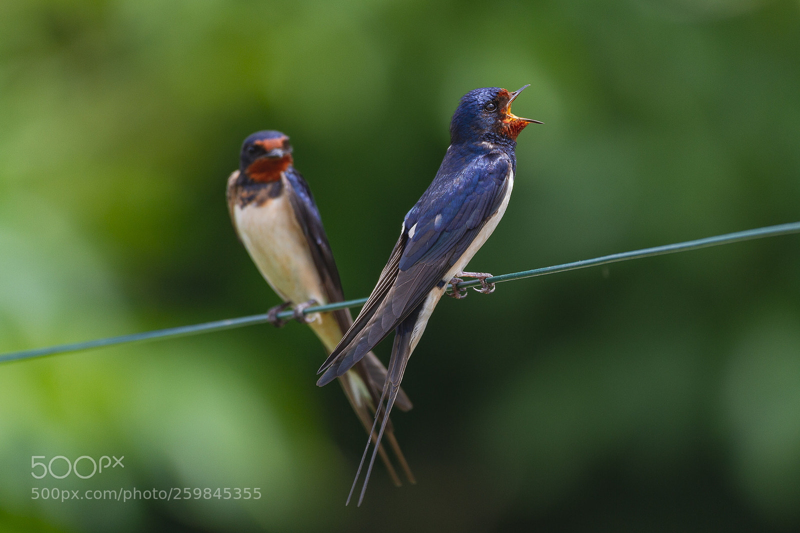 Canon EOS 7D sample photo. Swallows photography