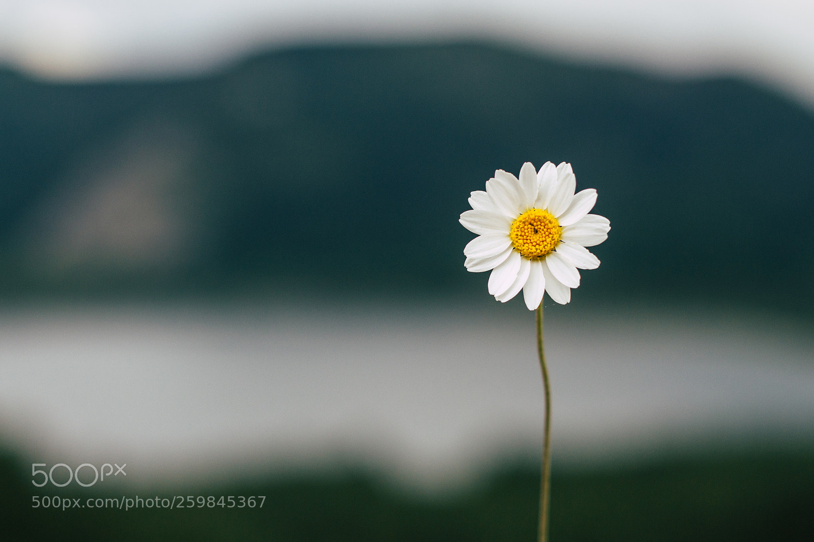 Canon EOS 700D (EOS Rebel T5i / EOS Kiss X7i) sample photo. Papatyam photography