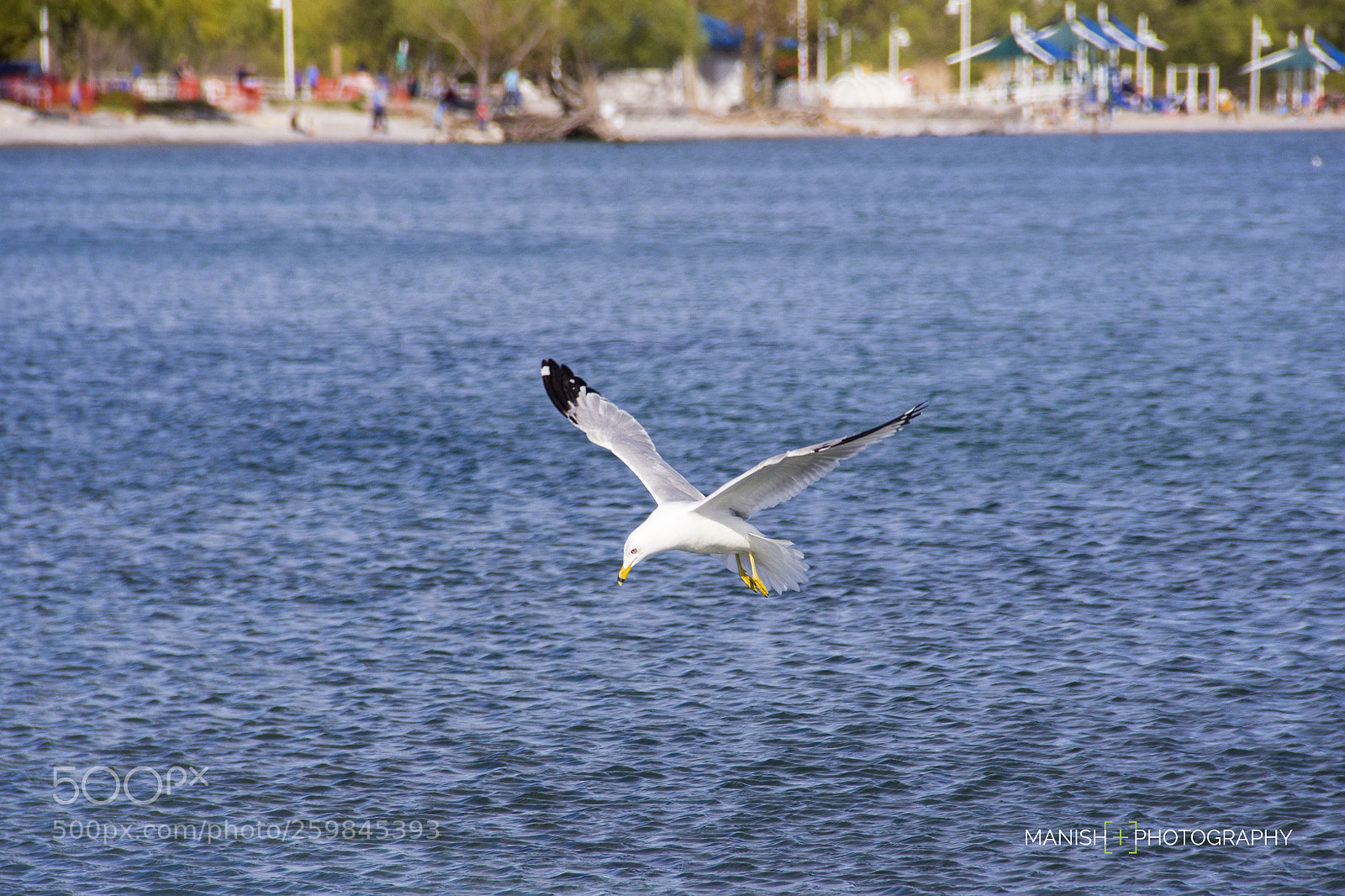 Canon EOS 60D sample photo. Waiting for the prey photography