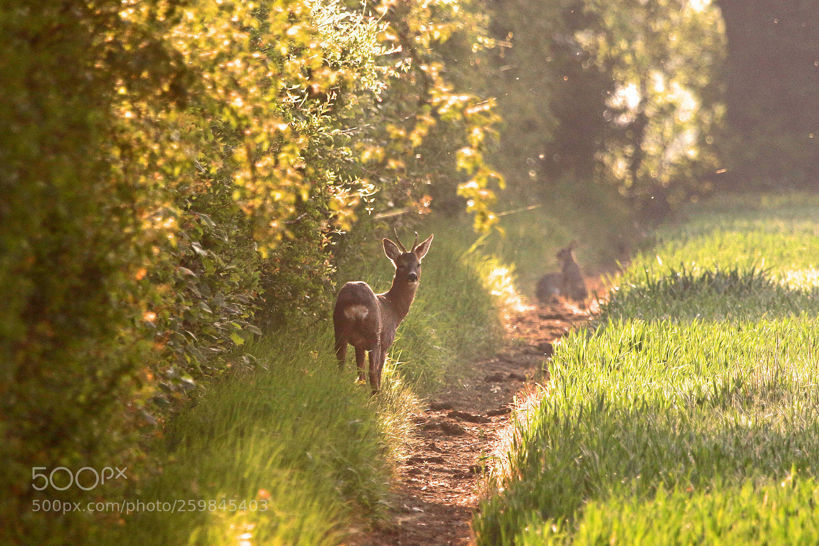 Canon EOS 7D Mark II sample photo. Roe deer photography